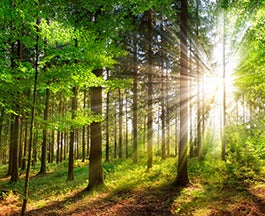 trees in forest with sun shining through